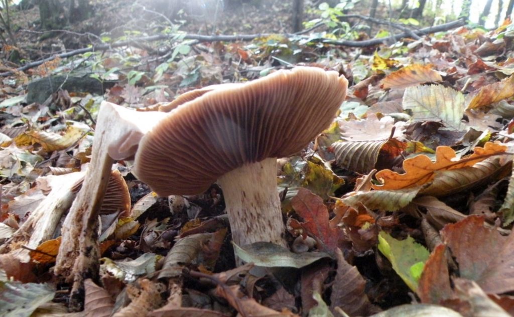 Fungo anonimo: forse un Entoloma?